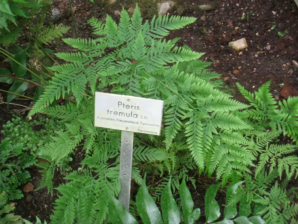 Photo of Pteris - Form:Daderot