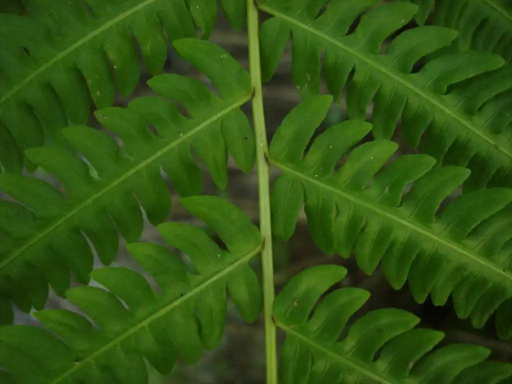 Photo of Pteris - Fronds:Lauren Gutierrez
