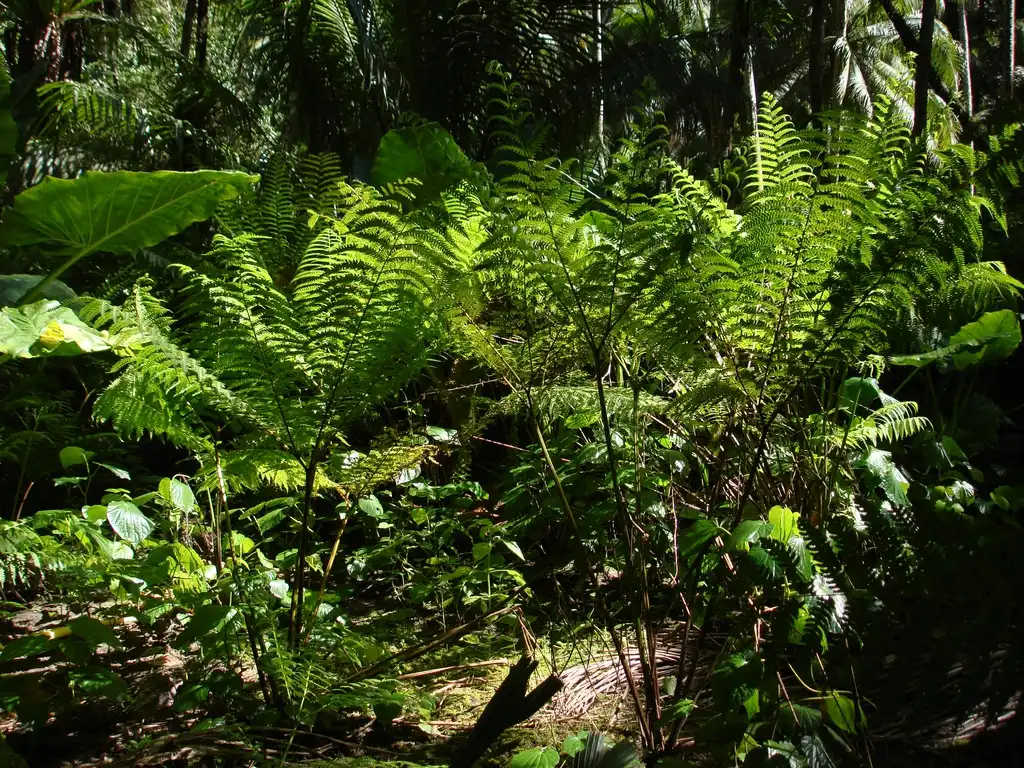 Photo of Pteris - Form:Lauren Gutierrez