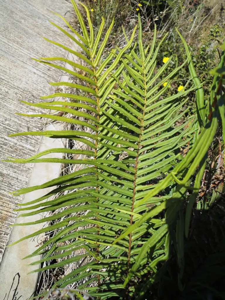 Photo of Pteris - Fronds:JMK