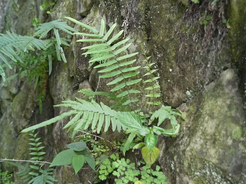 Photo of Pteris - Fronds:Keisotyo