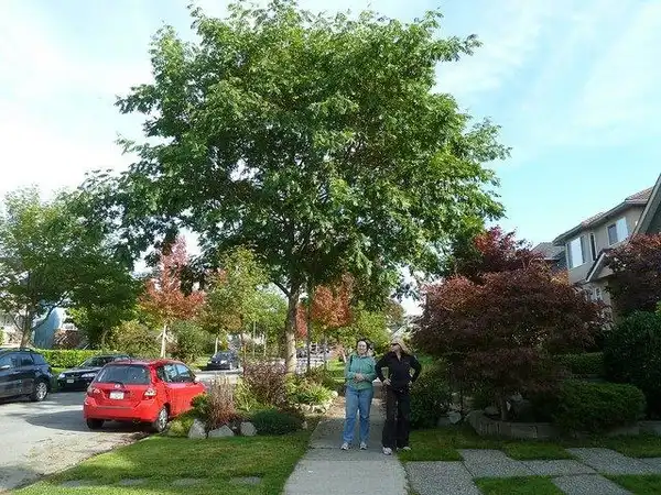 Фото Pterocarya stenoptera (Pterocarya stenopteras)