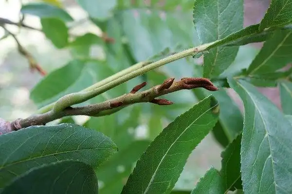 Фото Pterocarya stenoptera (Pterocarya stenopteras)