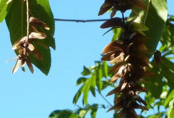 Фото Pterocarya stenoptera - P. stenoptera seed pods:Wendy Cutler