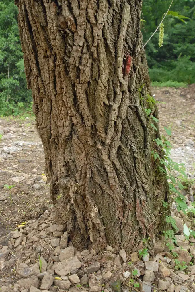 Фото Pterocarya stenoptera - Bark:Jim Robbins
