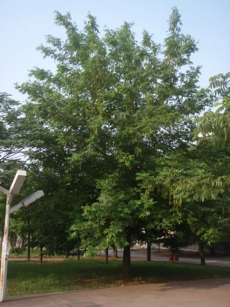 Фото Pterocarya stenoptera - Full Form:Jim Robbins