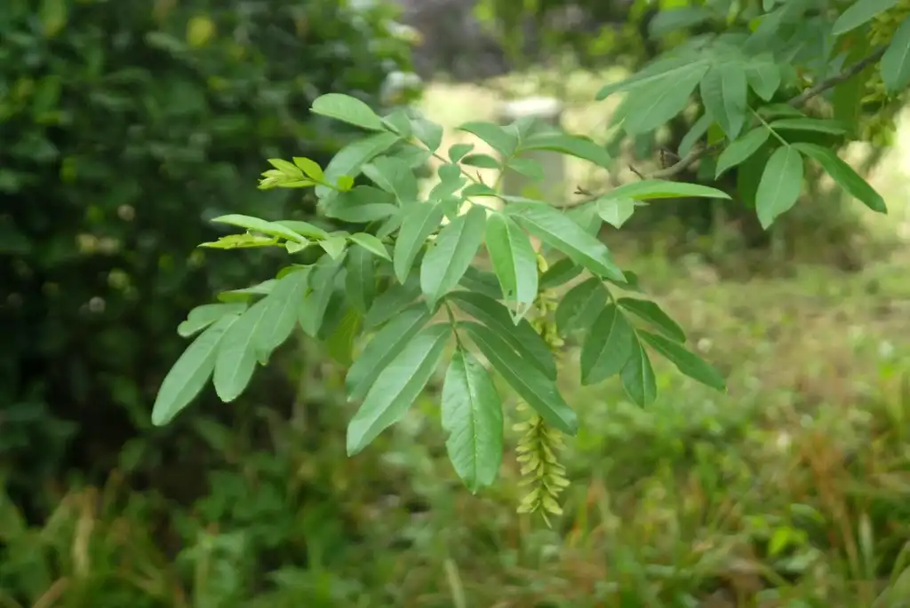 Фото Pterocarya stenoptera - Fruit and Leaves:Jim Robbins