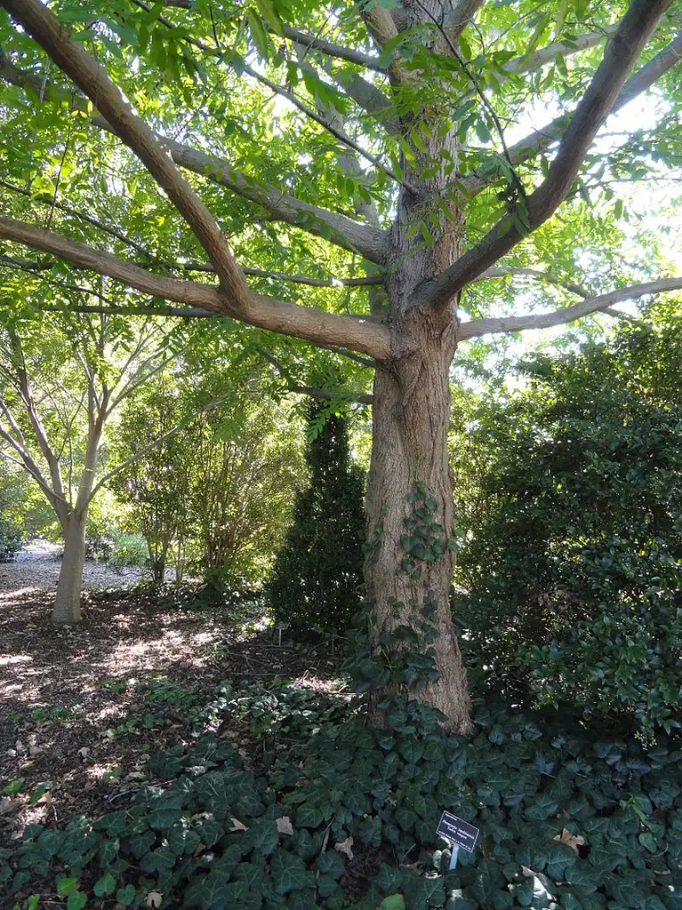 Photo of Pterocarya tonkinensis (Pterocarya tonkinensiss)