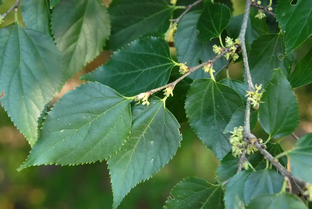Фото Pteroceltis tatarinowii (Pteroceltis tatarinowiis)