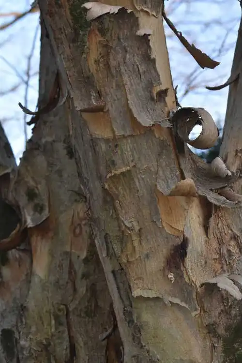 Фото Pteroceltis tatarinowii - Bark: