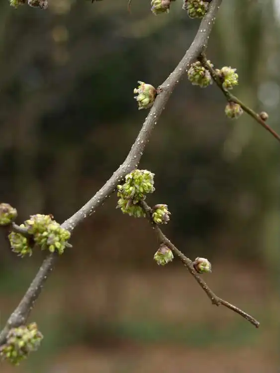 Фото Pteroceltis tatarinowii - Stem and flowers: