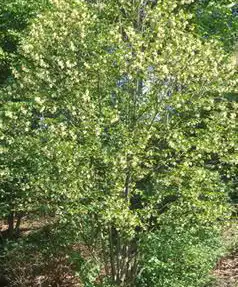 Photo of Pterostyrax corymbosus (Pterostyrax corymbosuss)