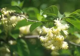 Photo of Pterostyrax corymbosus (Pterostyrax corymbosuss)