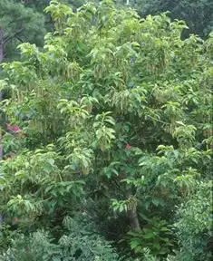 Foto de Pterostyrax hispidus (Pterostyrax hispiduss)