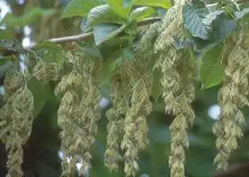 Foto de Pterostyrax hispidus (Pterostyrax hispiduss)