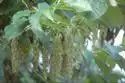 Foto de Pterostyrax hispidus - :