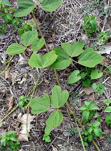 Фото Pueraria montana var. lobata (Pueraria montana var. lobatas)