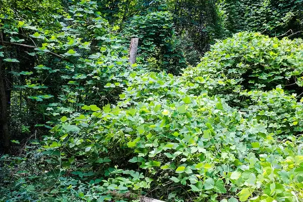 Фото Pueraria montana var. lobata (Pueraria montana var. lobatas)