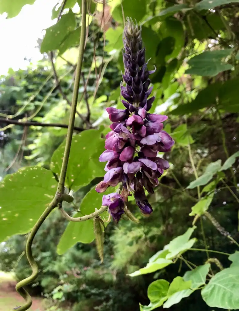 Фото Pueraria montana var. lobata - Flower (Halifax County, NC):Cathy Dewitt