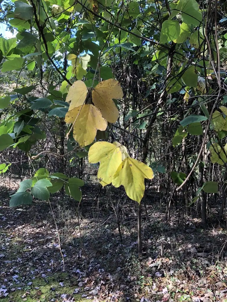 Фото Pueraria montana var. lobata - Fall Color Leaf (Halifax County, NC)-Fall:Cathy Dewitt