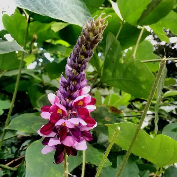 Фото Pueraria montana var. lobata - Flower:Kevin Schraer