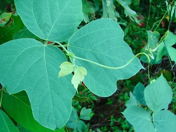 Фото Pueraria montana var. lobata - Leaf:Martin LaBar