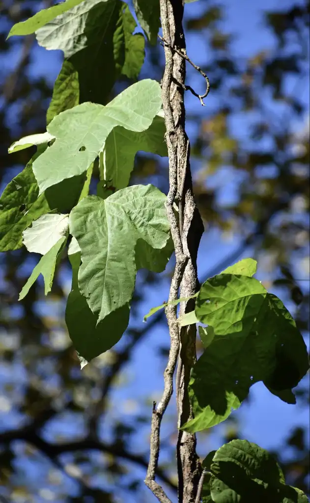 Фото Pueraria montana var. lobata - Form (Halifax County, NC)-Fall:Cathy Dewitt