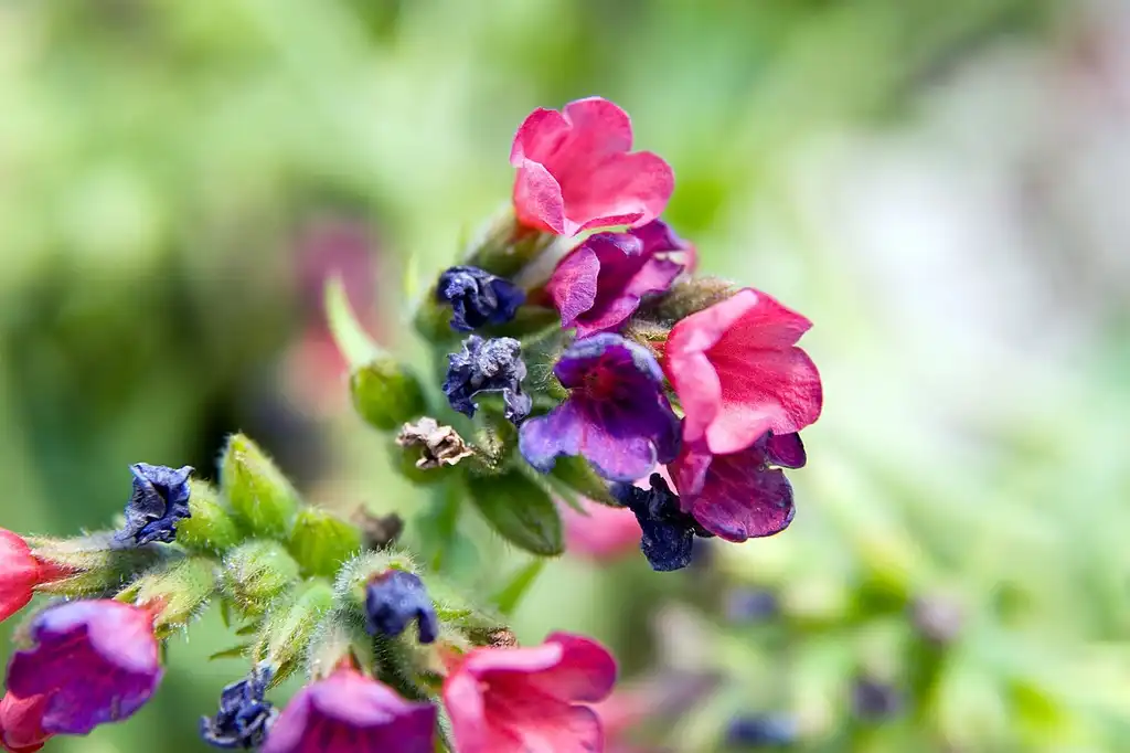 Фото Pulmonaria 'Raspberry Splash' (Pulmonaria 'Raspberry Splash's)