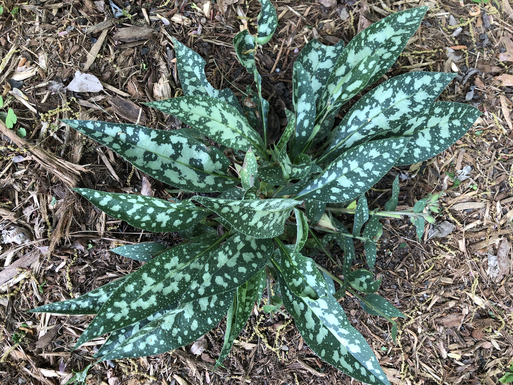 Фото Pulmonaria 'Raspberry Splash' (Pulmonaria 'Raspberry Splash's)