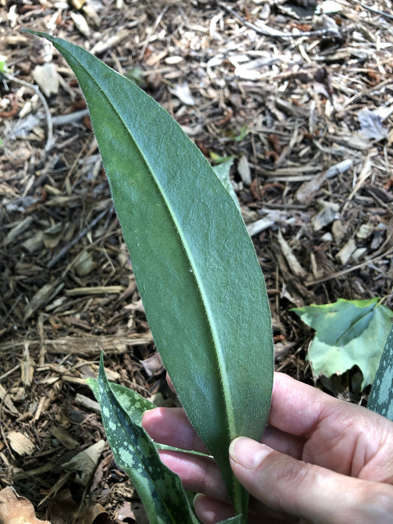 Фото Pulmonaria 'Raspberry Splash' - Leaf Bottom (Durham County,NC)-Late Summer:Andrea Laine