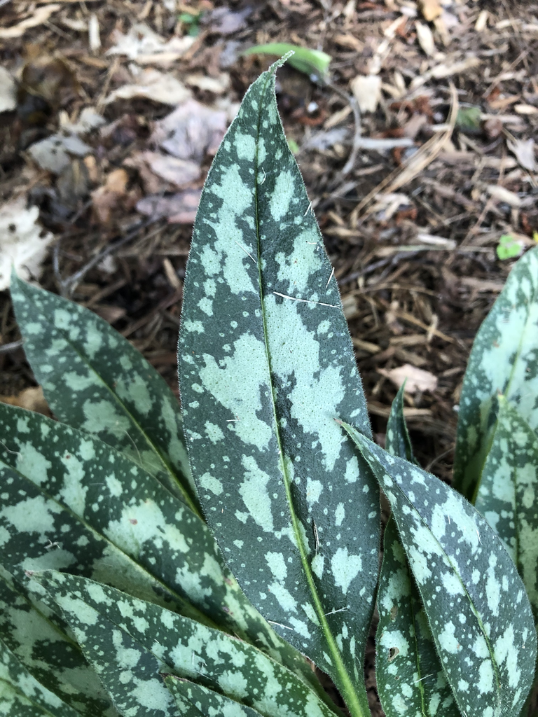 Фото Pulmonaria 'Raspberry Splash' - Leaf Top (Durham County,NC)-Mid Summer:Andrea Laine