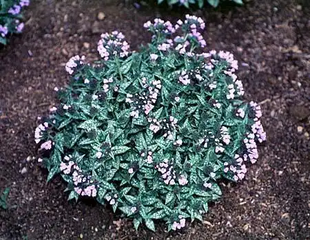 Photo of Pulmonaria saccharata (Pulmonaria saccharatas)