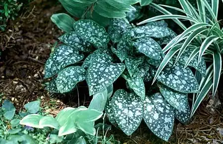 Photo of Pulmonaria saccharata (Pulmonaria saccharatas)
