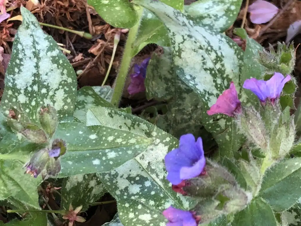 Photo of Pulmonaria saccharata - Flower and Leaves (Wake County, NC):Cathy Dewitt