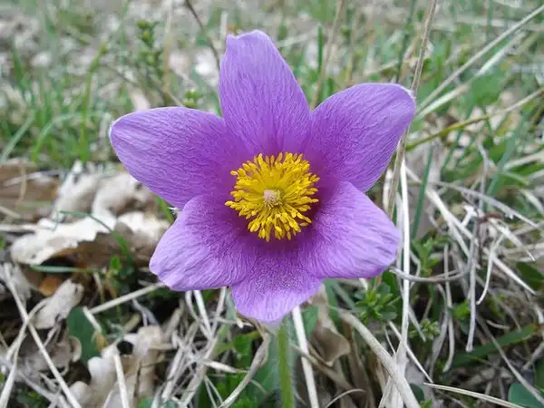 Фото Pulsatilla vulgaris (Pulsatilla vulgariss)