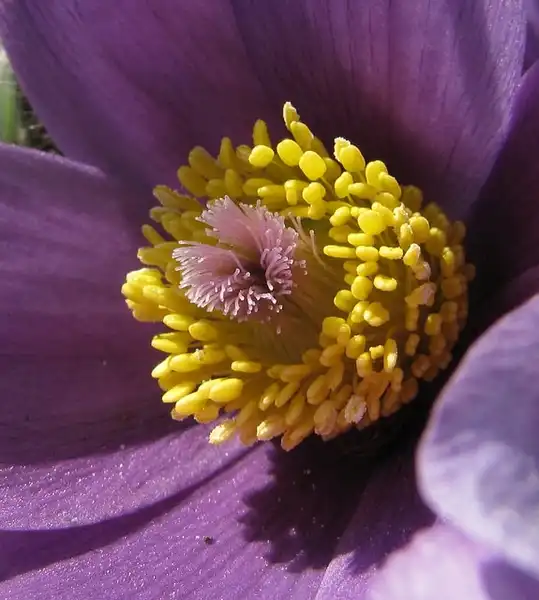 Фото Pulsatilla vulgaris (Pulsatilla vulgariss)