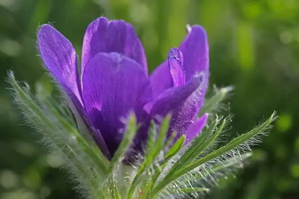 Фото Pulsatilla vulgaris - Anemone pulsatilla:Marilylle Soveran