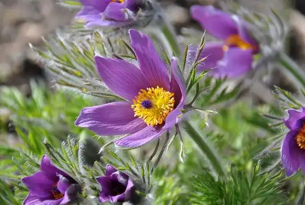 Фото Pulsatilla vulgaris - Anemone pulsatilla:Lotus Johnson