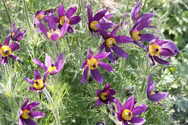 Фото Pulsatilla vulgaris - Anemone pulsatilla:Donald Macauley