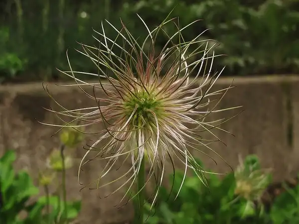 Фото Pulsatilla vulgaris - Anemone pulsatilla:jacinta lluch valero