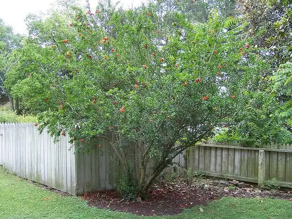 Foto de Punica granatum (Punica granatums)