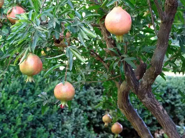 Foto de Punica granatum (Punica granatums)