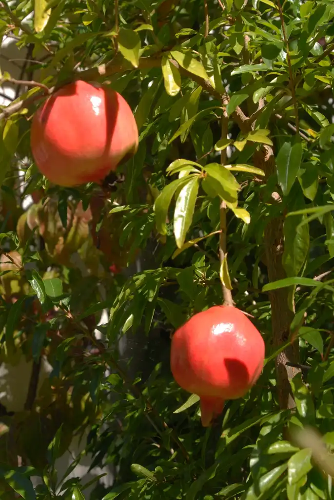 Foto de Punica granatum - Fruit and Leaves:Jim Robbins