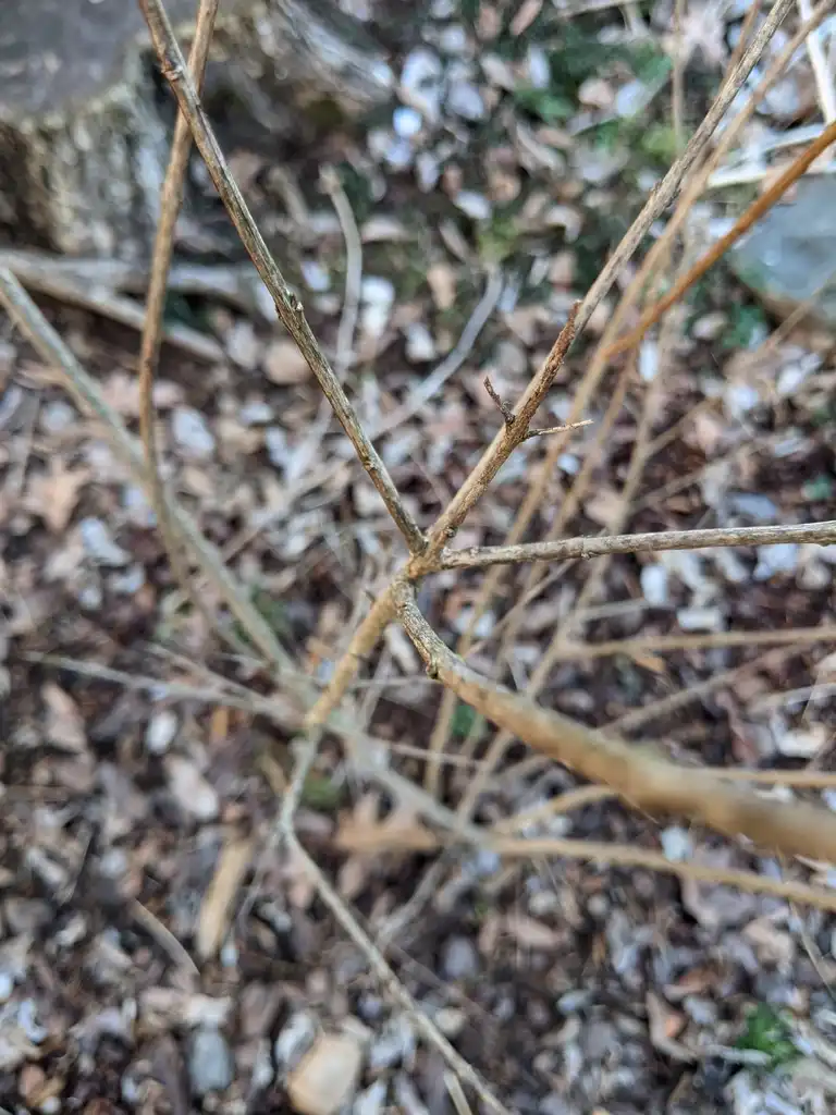 Foto de Punica granatum - Stem (Cabarrus County, NC)-Late Winter:Hope Duckworth