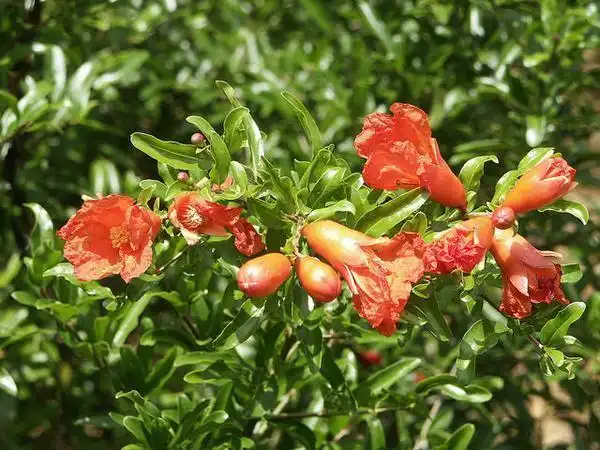 Foto de Punica granatum - 'Nana' flowers:Scott Zona