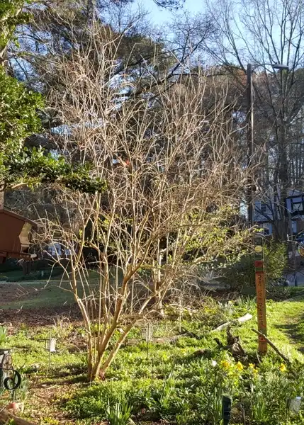 Foto de Punica granatum - Punica granatum in winter, it is deciduous.:Lucy Bradley