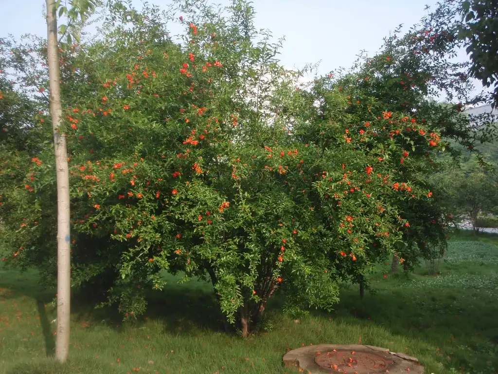 Foto de Punica granatum - Flower Form:Jim Robbins