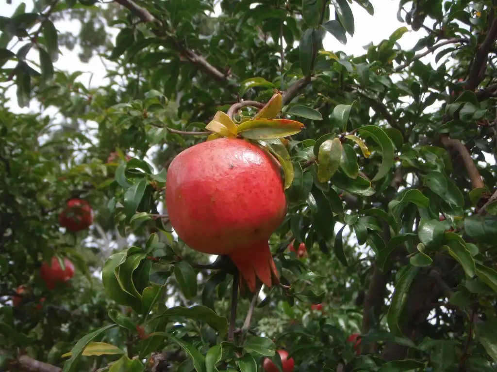 Foto de Punica granatum - Fruit:Jim Robbins