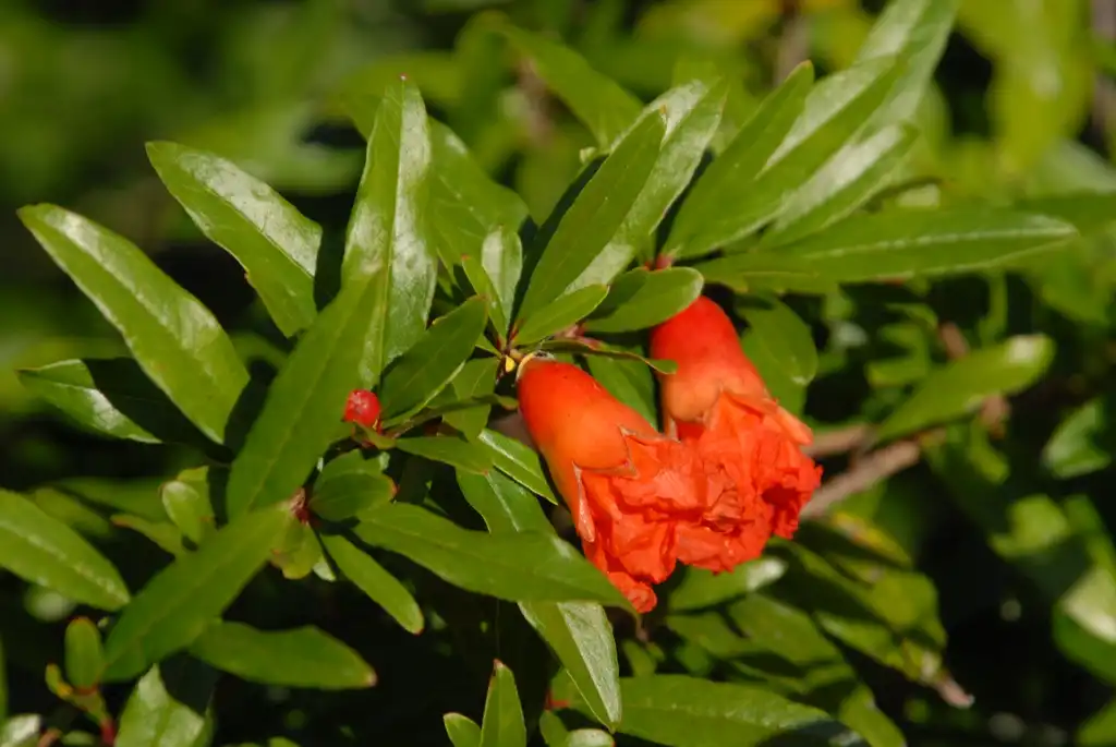 Foto de Punica granatum - 'Nanum' Flower and Leaf:Jim Robbins
