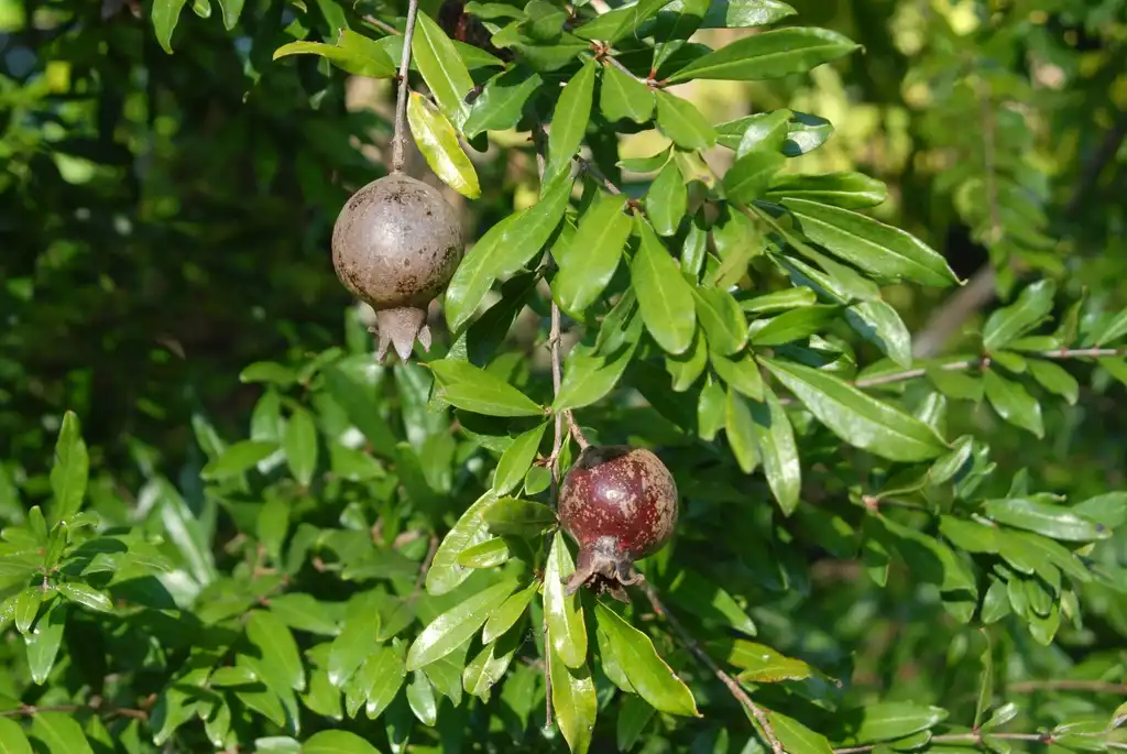Foto de Punica granatum - 'Nanum' Fruit and Leaf:Jim Robbins